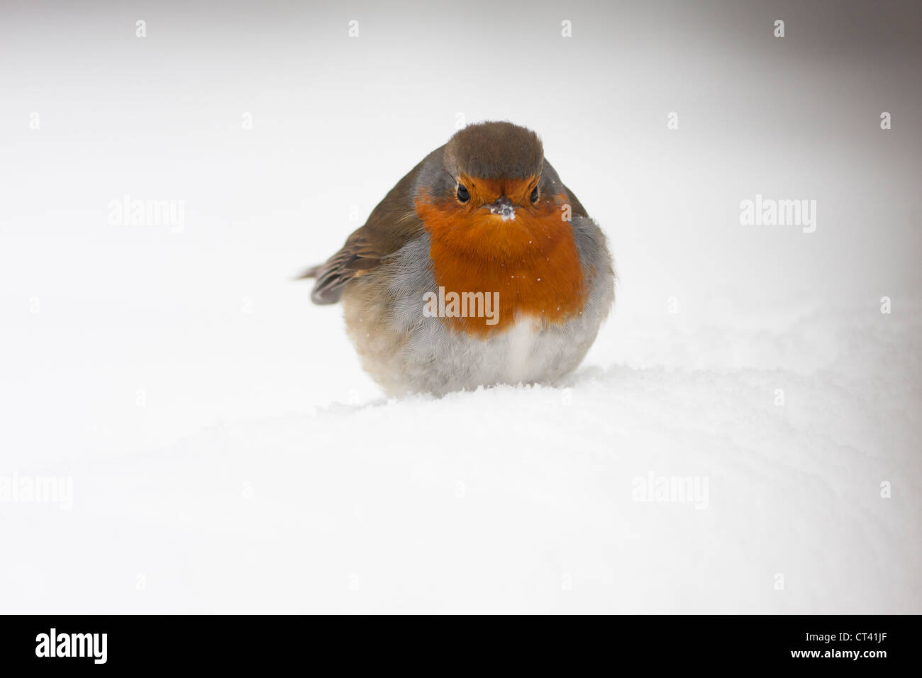 Robin dans la neige vue avant Banque D'Images