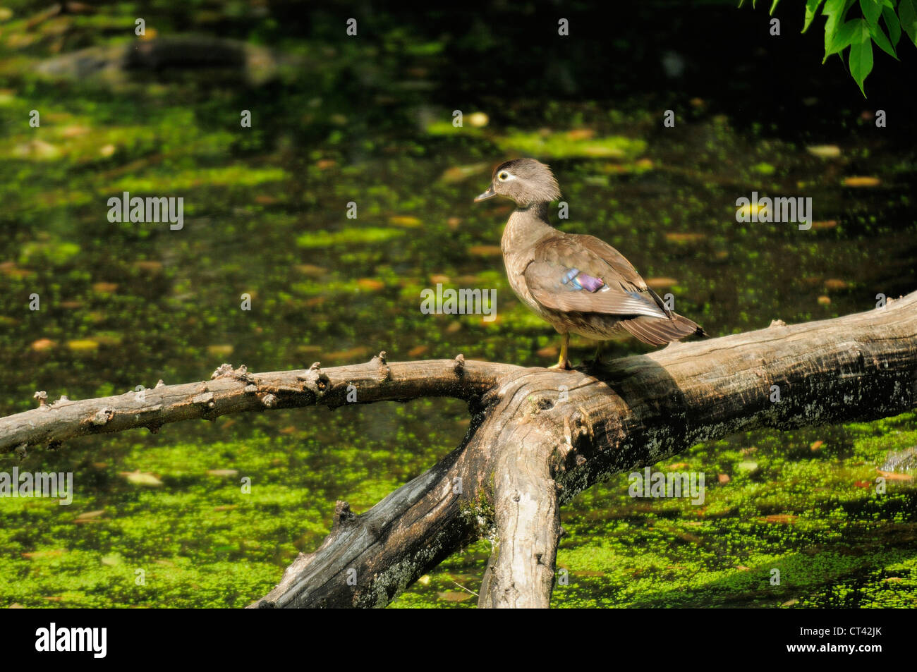 Canard branchu femelle sur Journal des marais. Banque D'Images