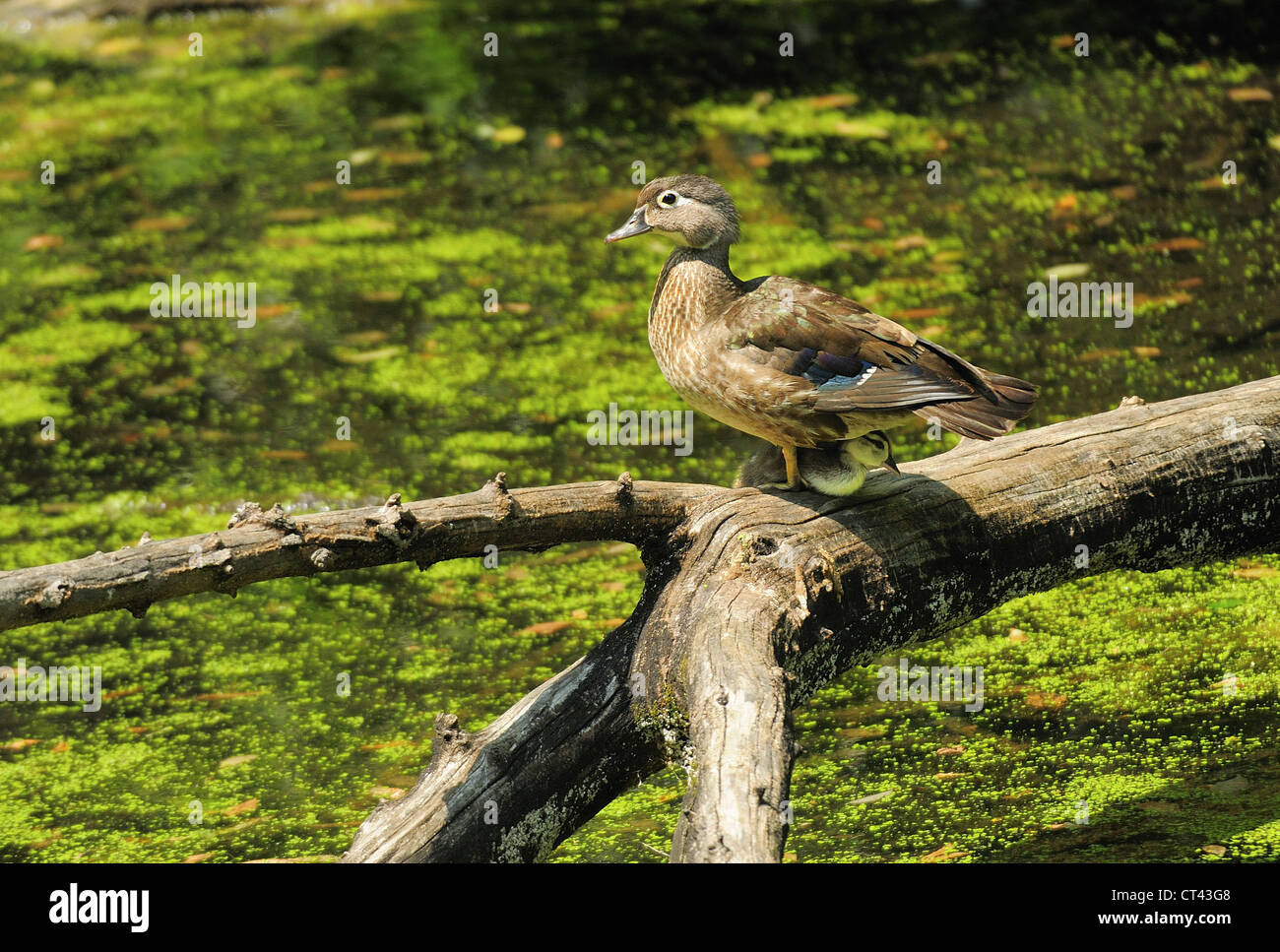 Canard branchu femelle sur Journal des marais avec oisillon sous elle. Banque D'Images