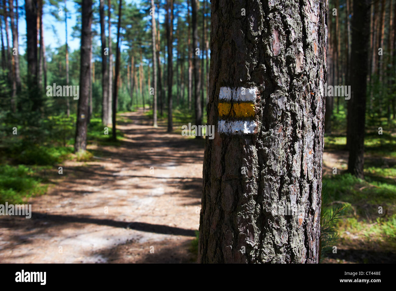 Sable terre chemin à travers forêts de pins - signe touristique sur le tronc Banque D'Images