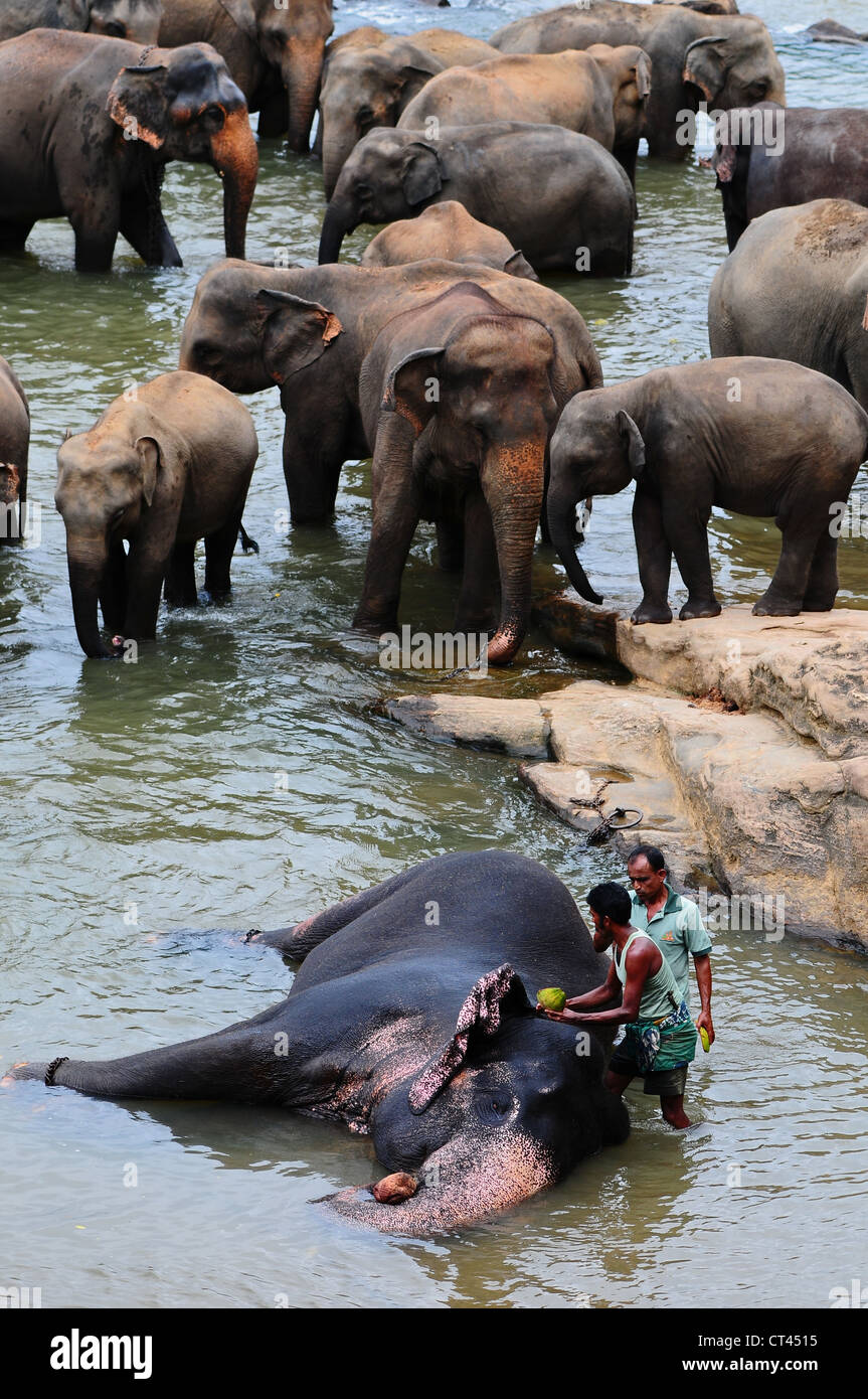 Les éléphants à l'orphelinat des éléphants de Pinnawela, Sri Lanka Banque D'Images