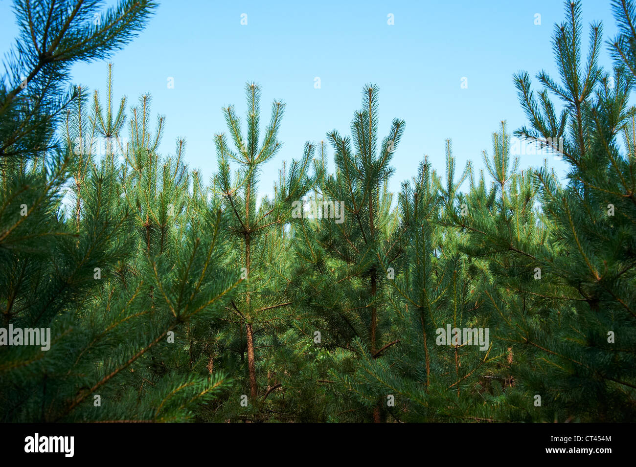 Région du lac Macha, République tchèque, forêt de pins Banque D'Images