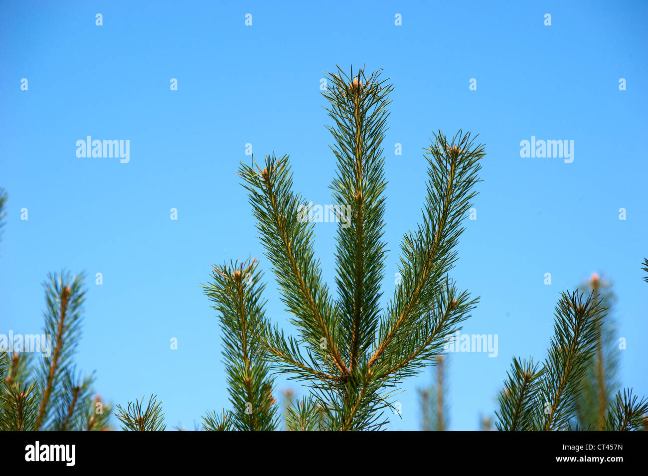 Région du lac Macha, République tchèque, forêt de pins Banque D'Images