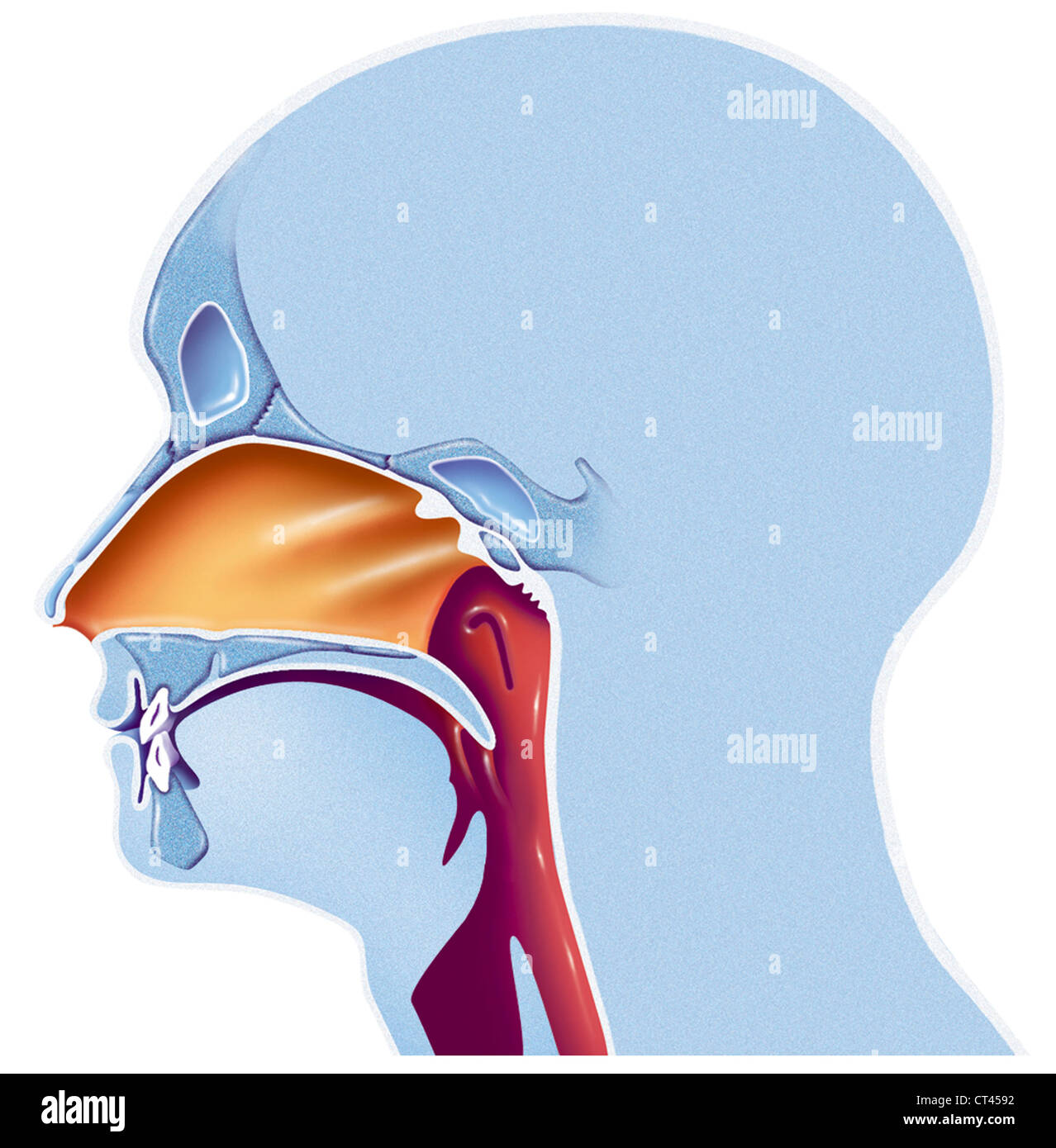 ENT, ILLUSTRATION Banque D'Images