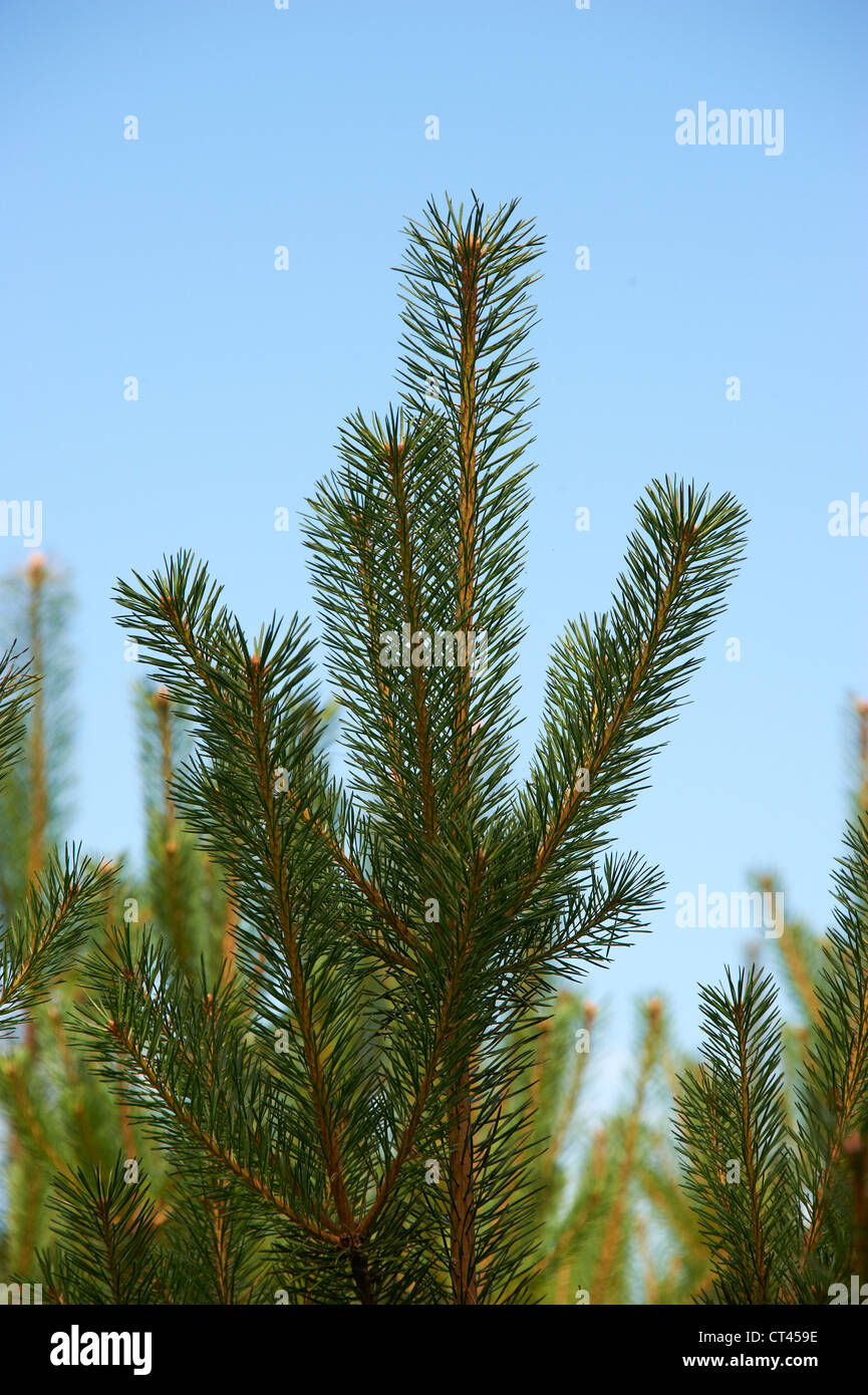 Région du lac Macha, République tchèque, forêt de pins Banque D'Images