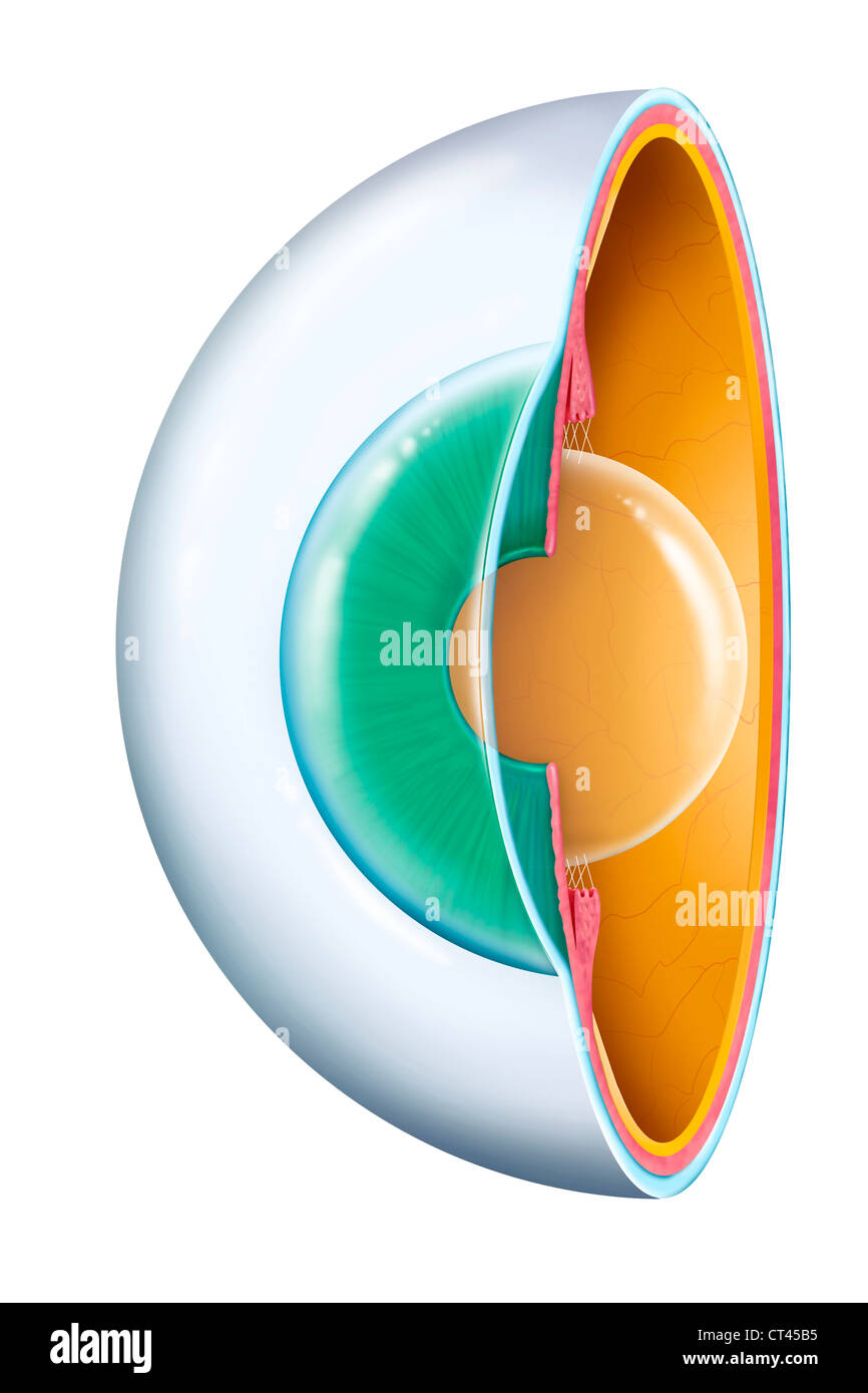 OEIL, DESSIN Banque D'Images