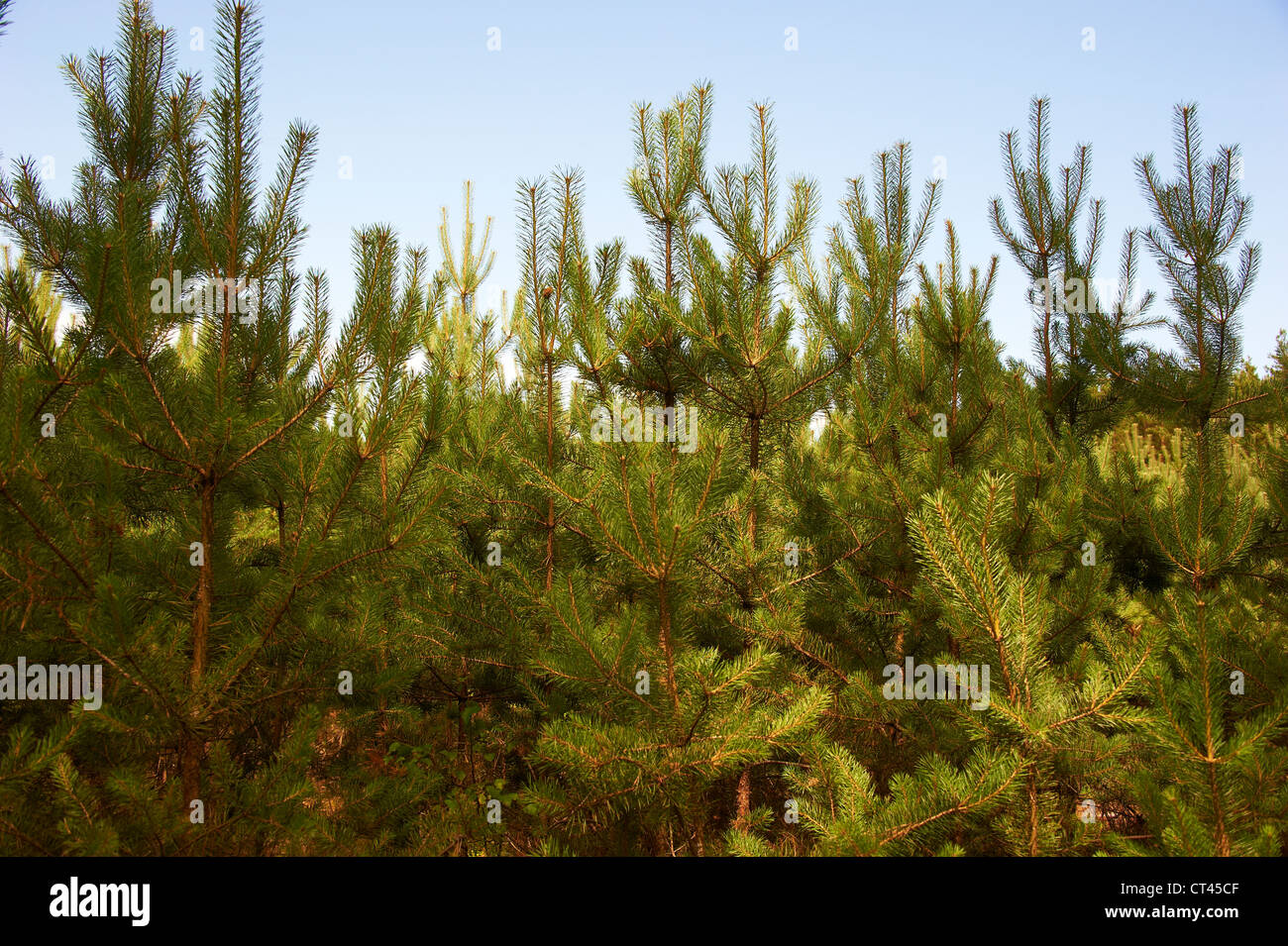 Région du lac Macha, République tchèque, forêt de pins Banque D'Images