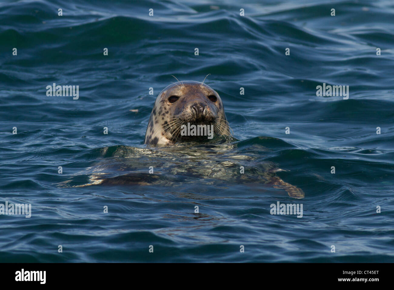 Phoque gris, Halichoerus grypus, à l'île Seal, St Ives, Cornwall, UK Banque D'Images