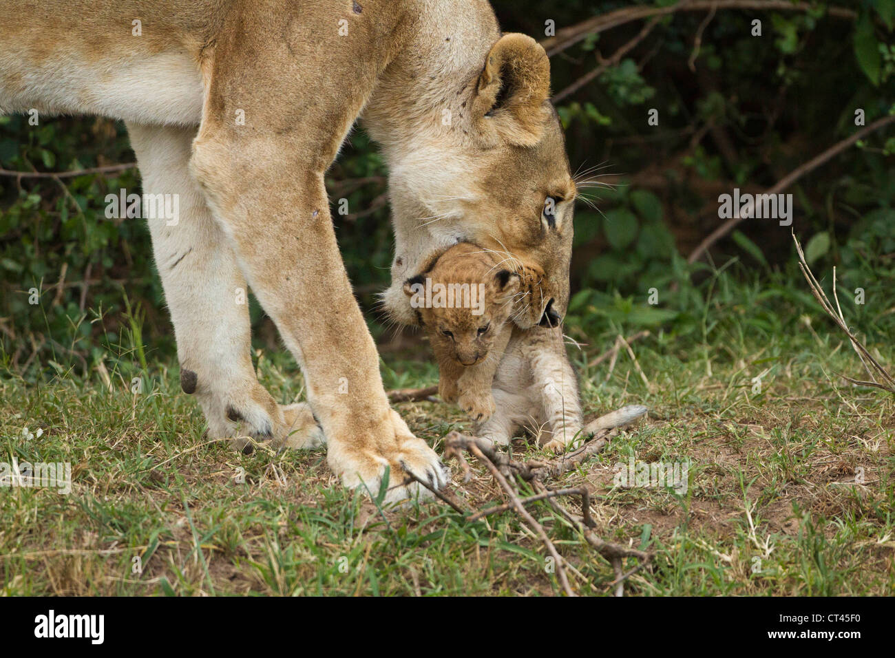 Afrique, Kenya, Masai Mara, l'African Lion, Panthera leo, lionne transportant cub Banque D'Images