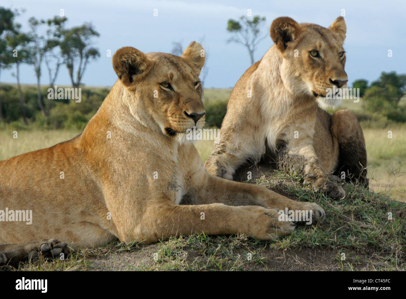 Les lions sur termitière, Masai Mara, Kenya Banque D'Images