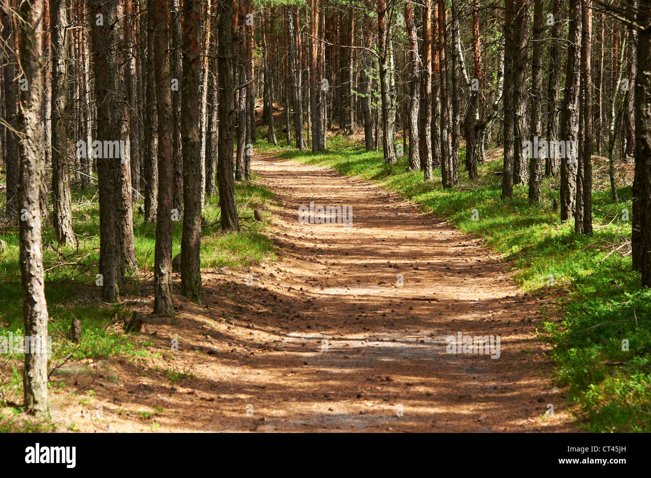 Région du lac Macha, République tchèque, forêt de pins Banque D'Images