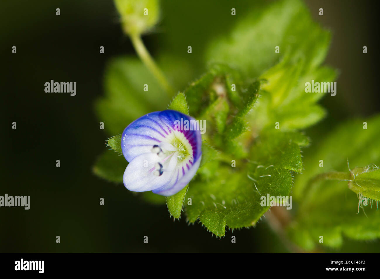 Champ commun-speedwell (Veronica persica) flower Banque D'Images