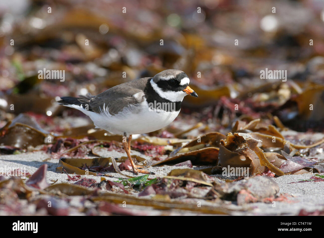 COMMON RINGED PLOVER Banque D'Images