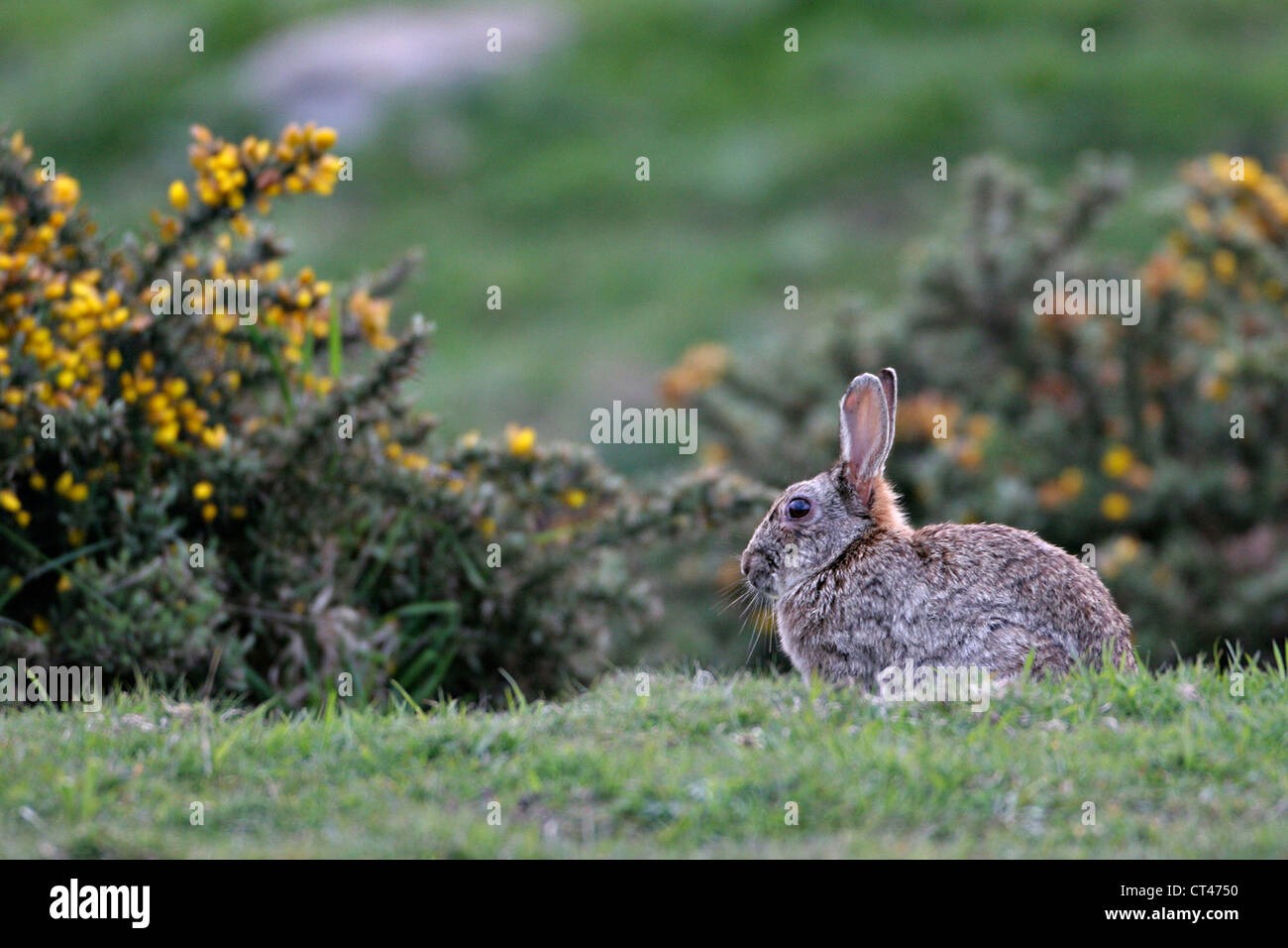 LAPIN EUROPÉEN Banque D'Images