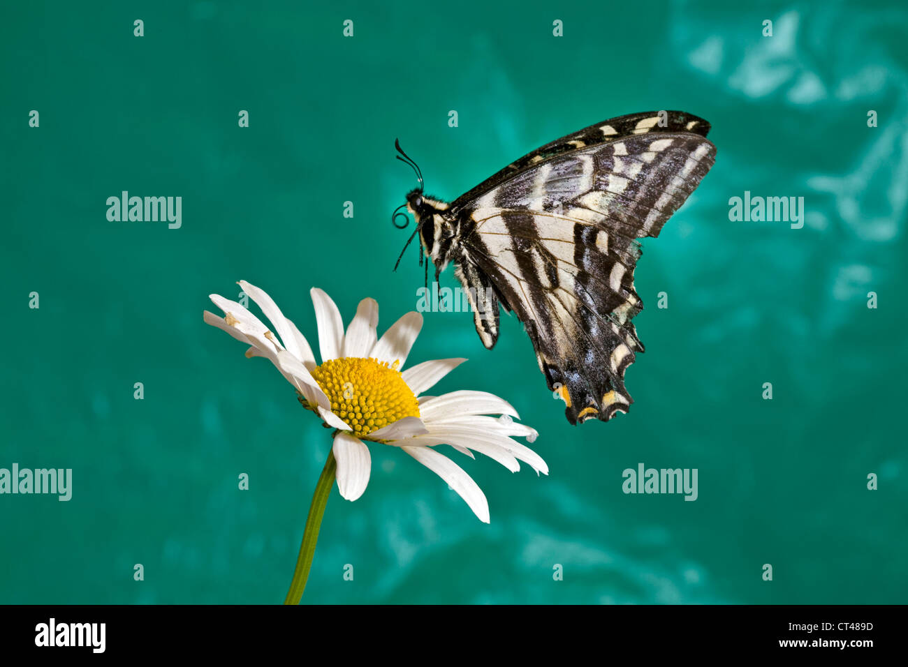 Un papillon noir sur le point d'atterrir sur une marguerite blanche Banque D'Images