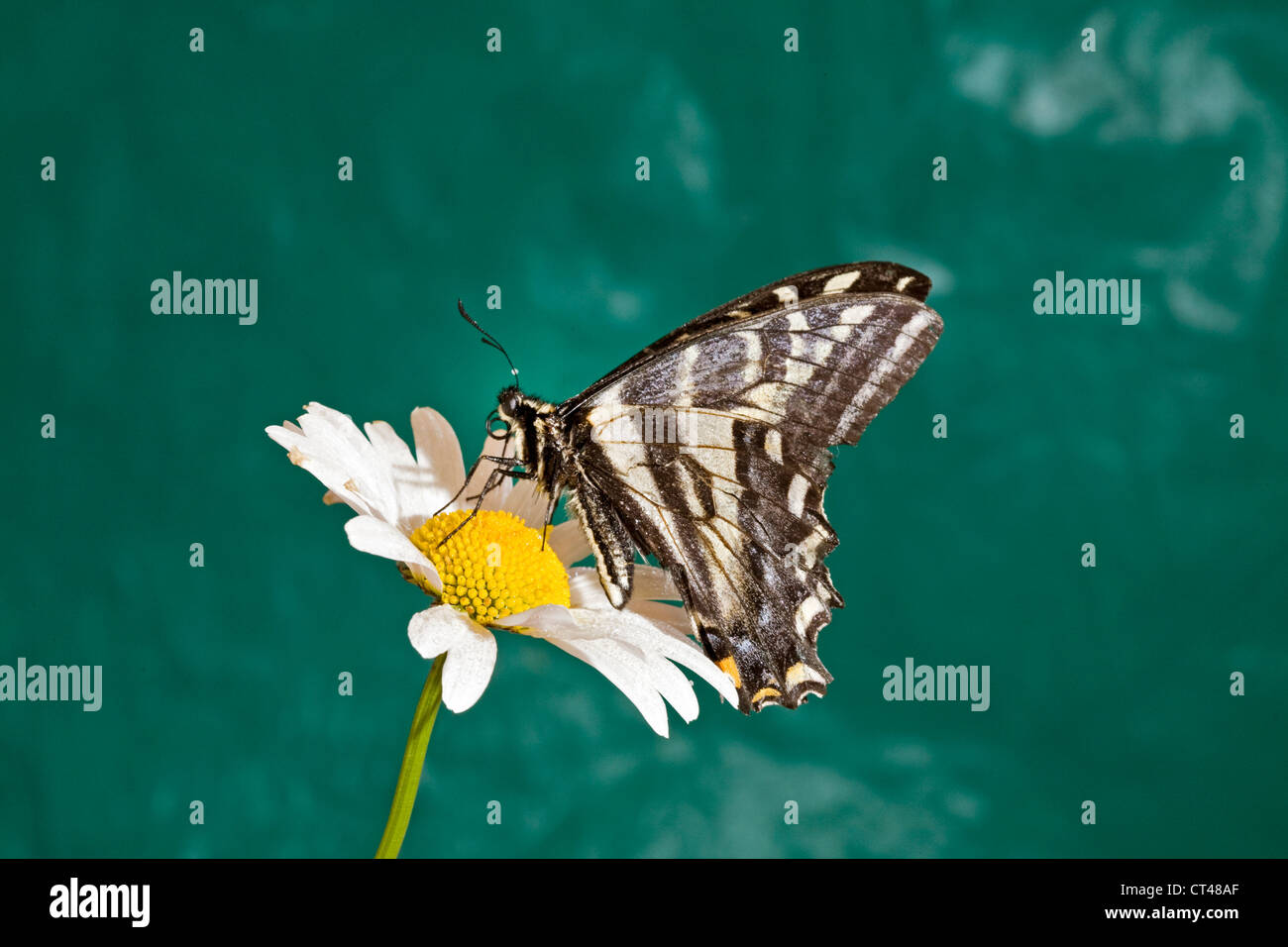 Un papillon noir sur le point d'atterrir sur une marguerite blanche Banque D'Images