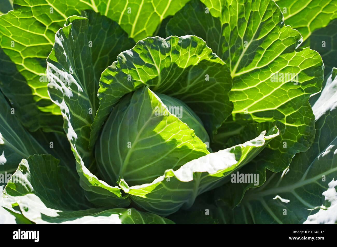 Une grande tête de chou vert pousse dans un jardin de l'Oregon Banque D'Images