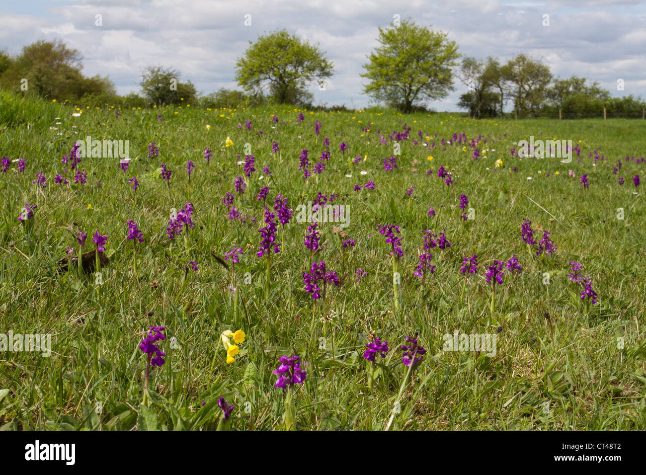 Prairie pleine d'orchidées à ailes vertes Banque D'Images