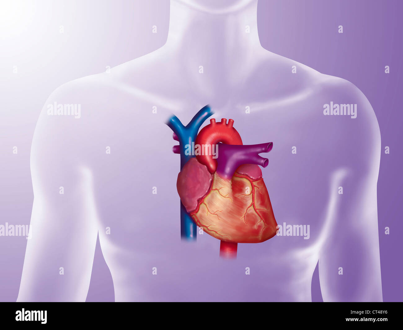 Coeur, ILLUSTRATION Banque D'Images