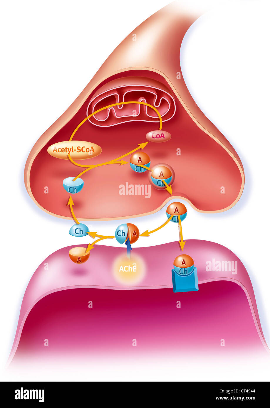 SYNAPSE L'ACÉTYLCHOLINE Banque D'Images
