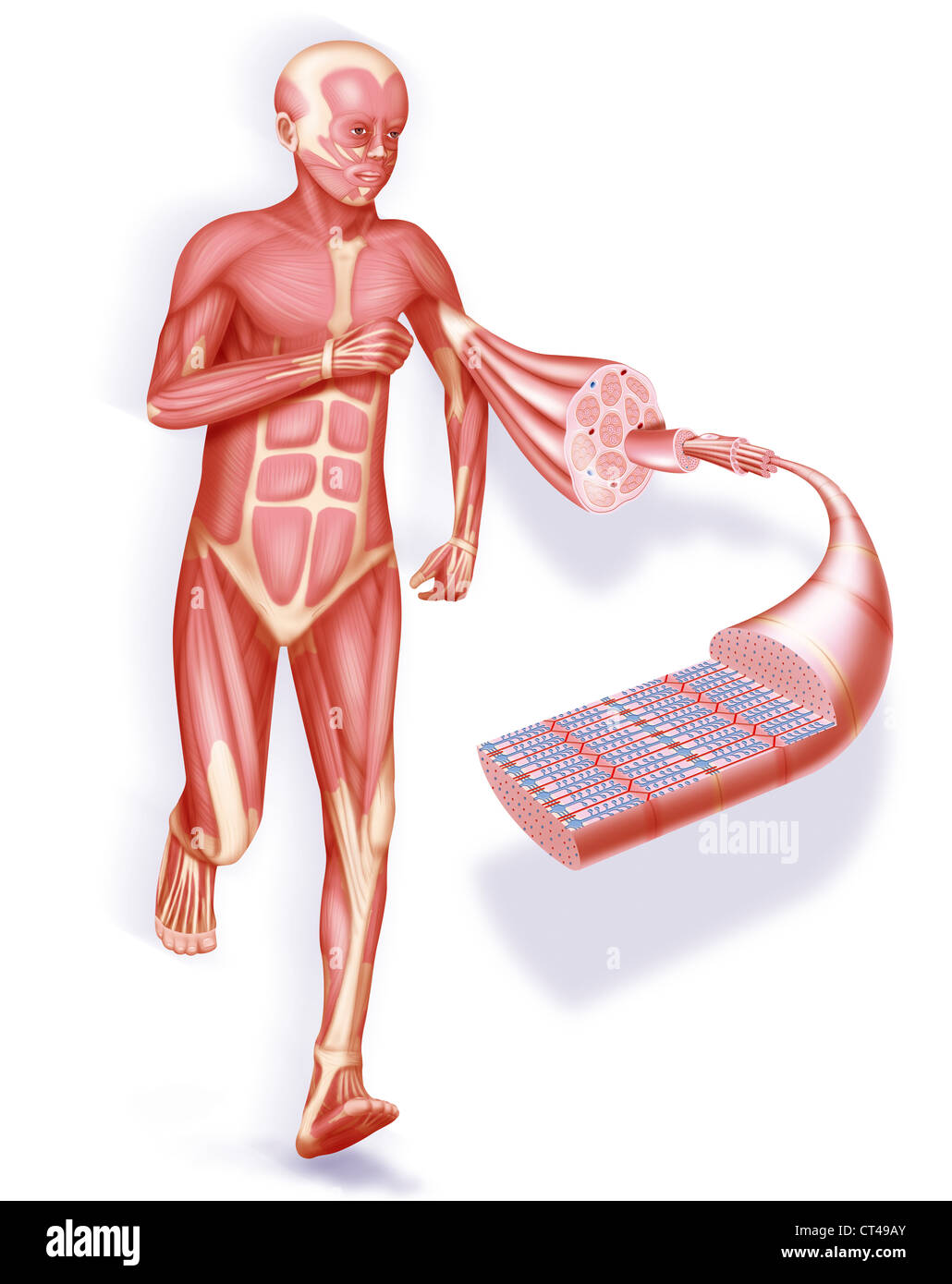 Le muscle squelettique, ILLUSTRATION Banque D'Images