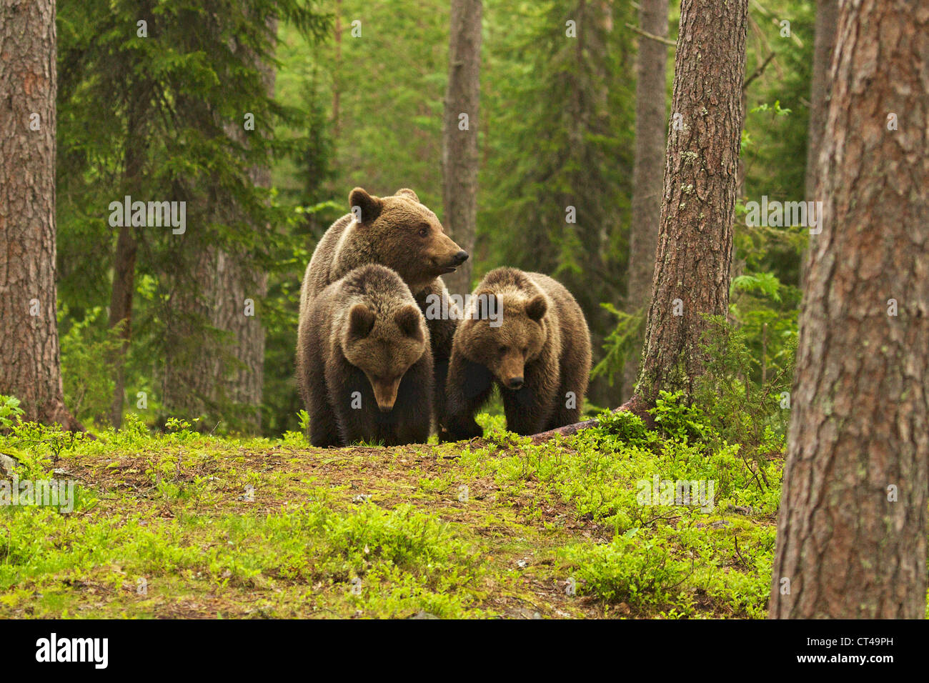 Famille de l'ours brun, Ursus arctos, dans la forêt, à Suomussalmi, Finlande Banque D'Images