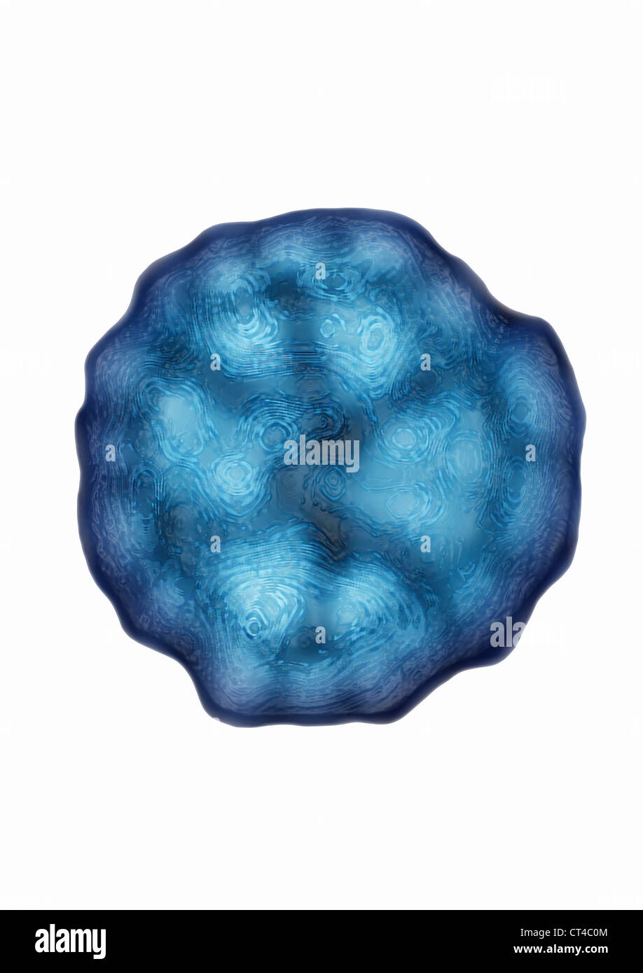 PICORNAVIRUS Banque D'Images