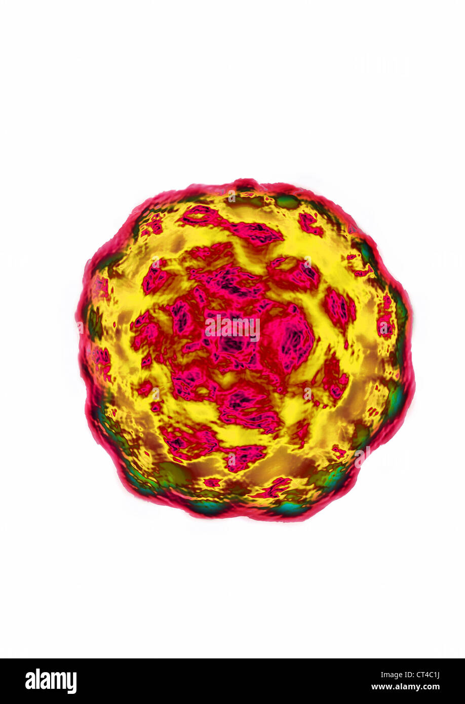 VIRUS DU PAPILLOME HUMAIN Banque D'Images