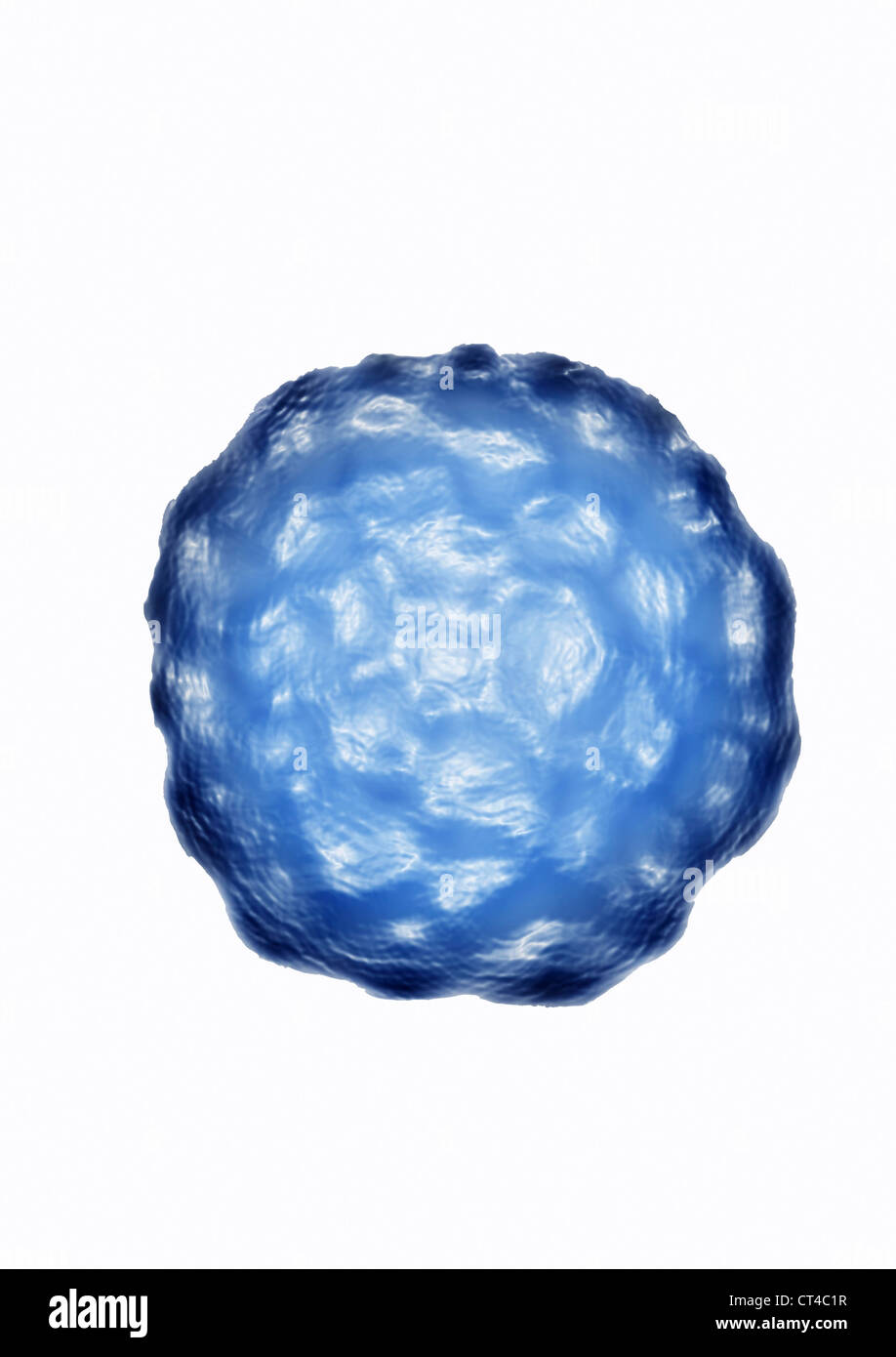 VIRUS DU PAPILLOME HUMAIN Banque D'Images