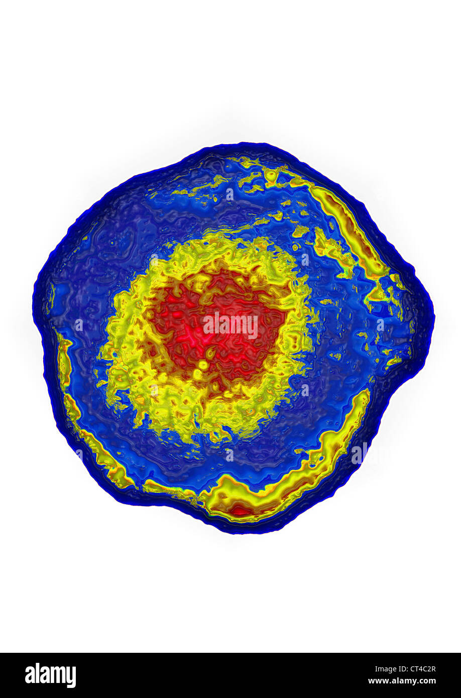 VIRUS VARICELLE-ZONA Banque D'Images