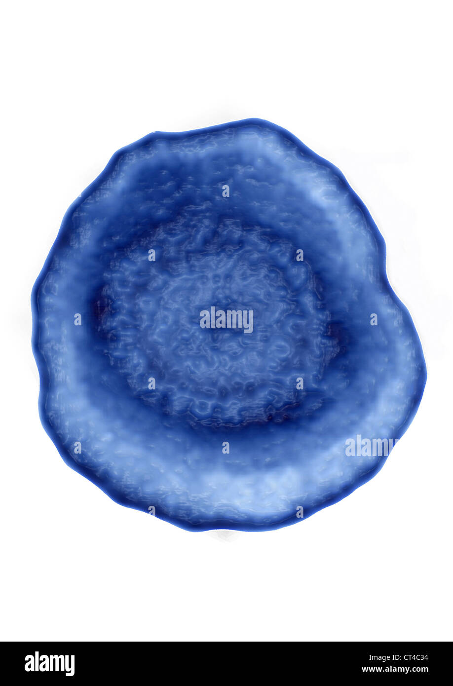 L'HERPÈS SIMPLEX VIRUS Banque D'Images