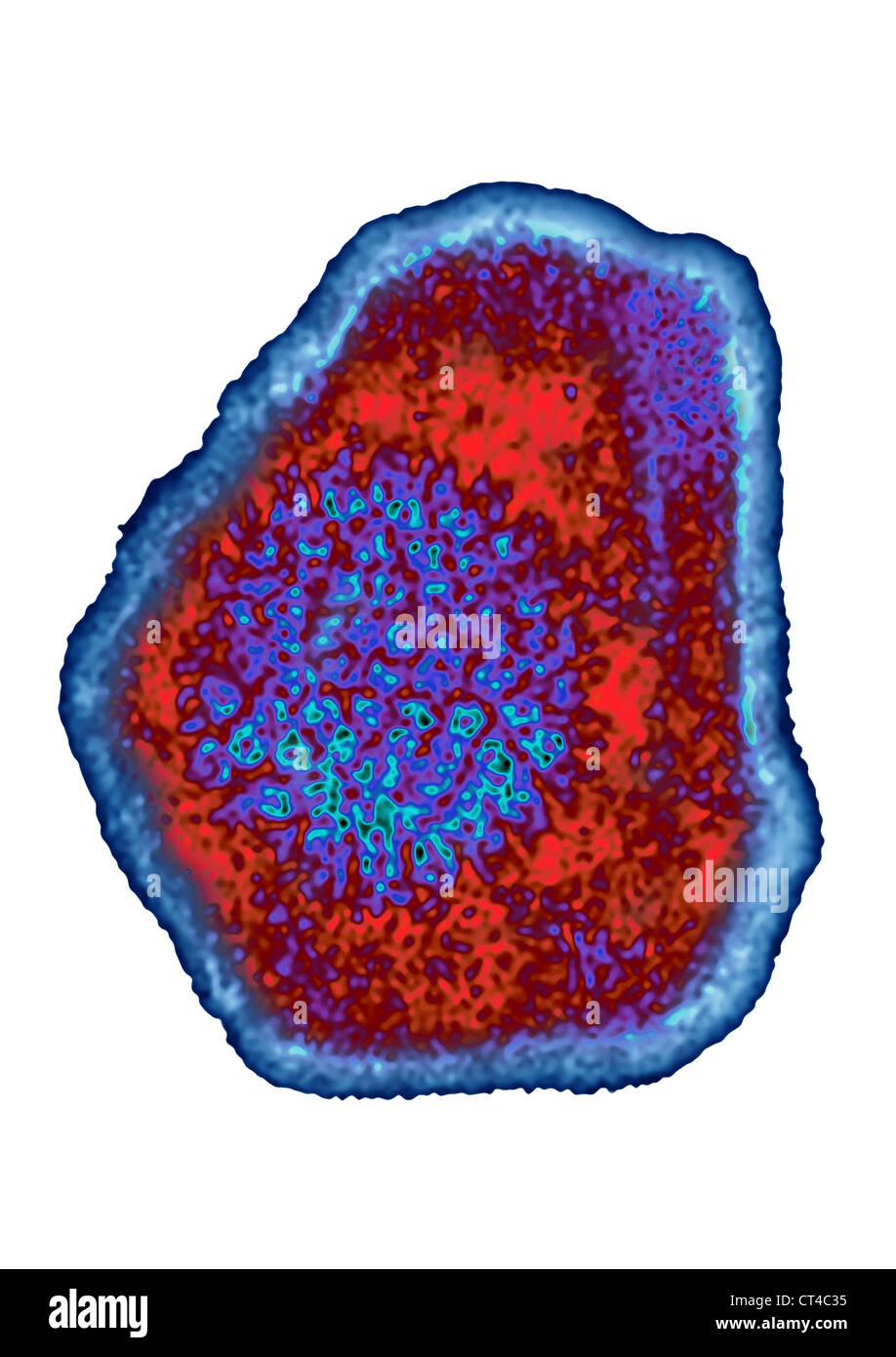 HERPESVIRUS SIMIAE Banque D'Images