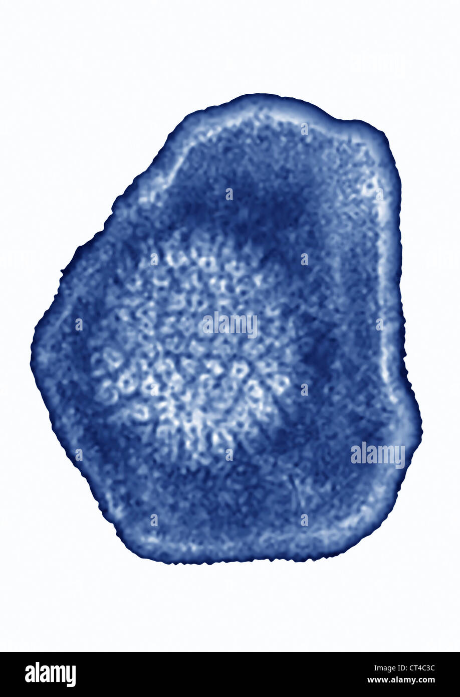 HERPESVIRUS SIMIAE Banque D'Images
