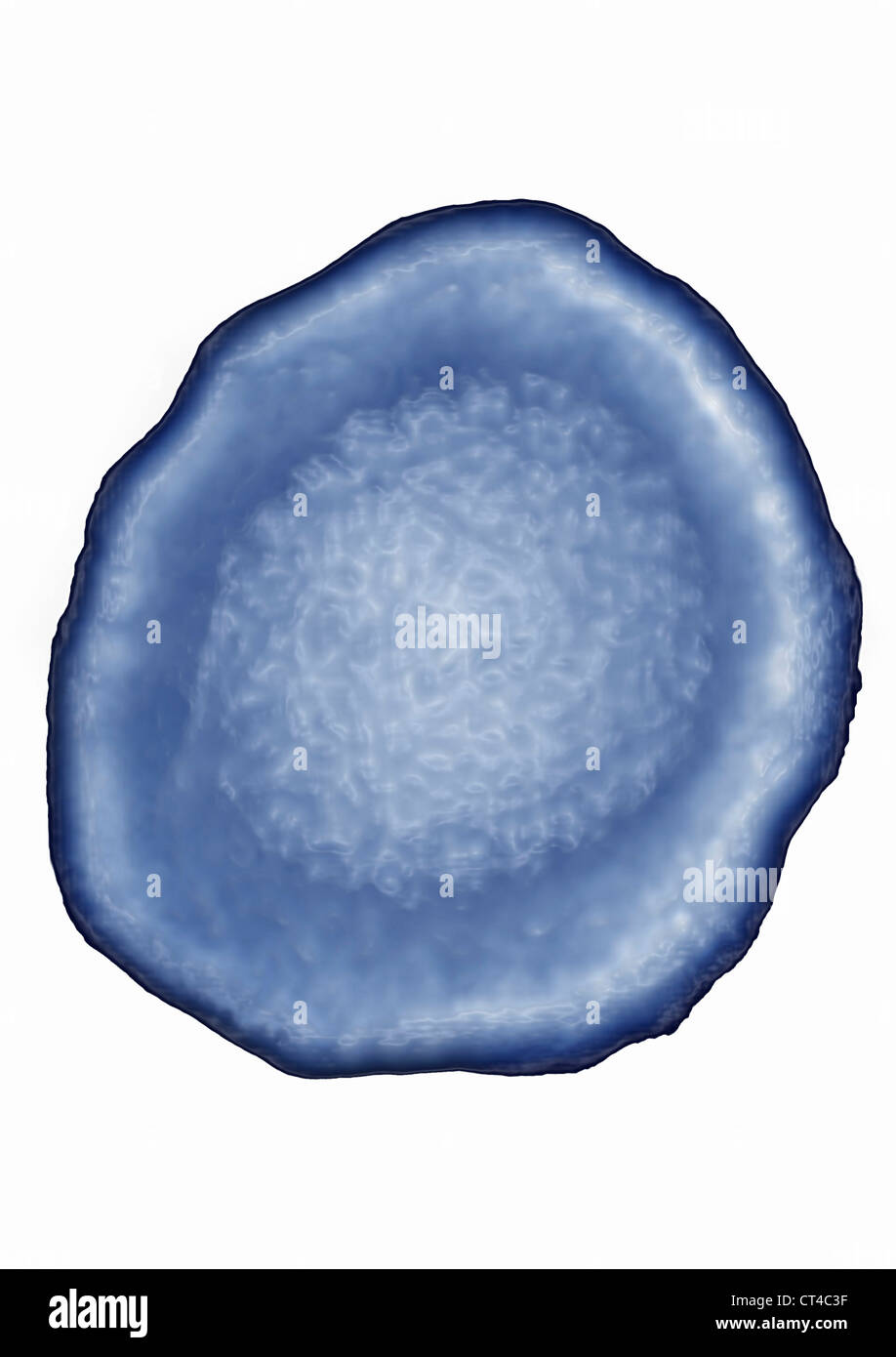 CYTOMÉGALOVIRUS Banque D'Images