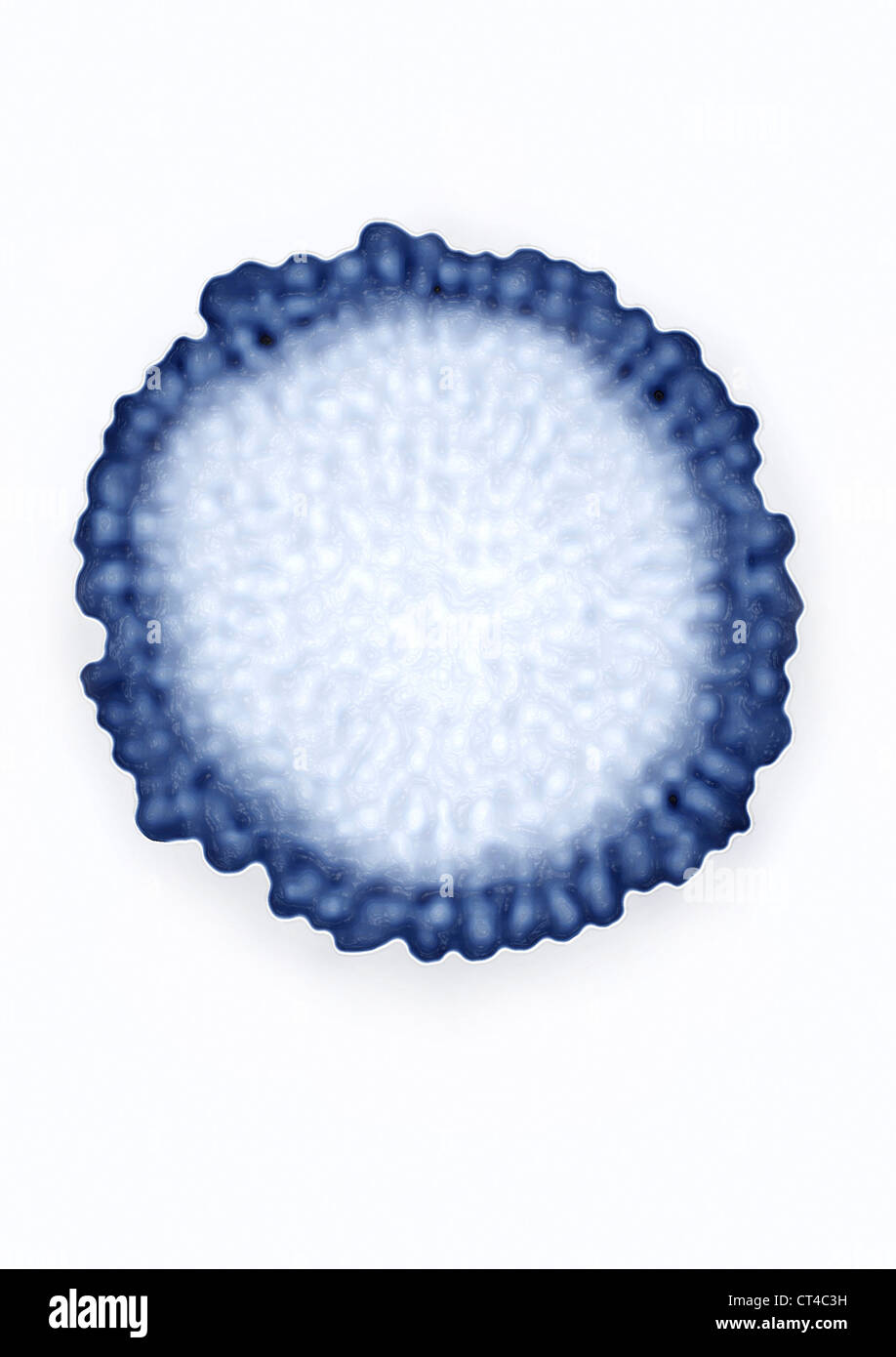 Le virus de l'INFLUENZA AVIAIRE Banque D'Images