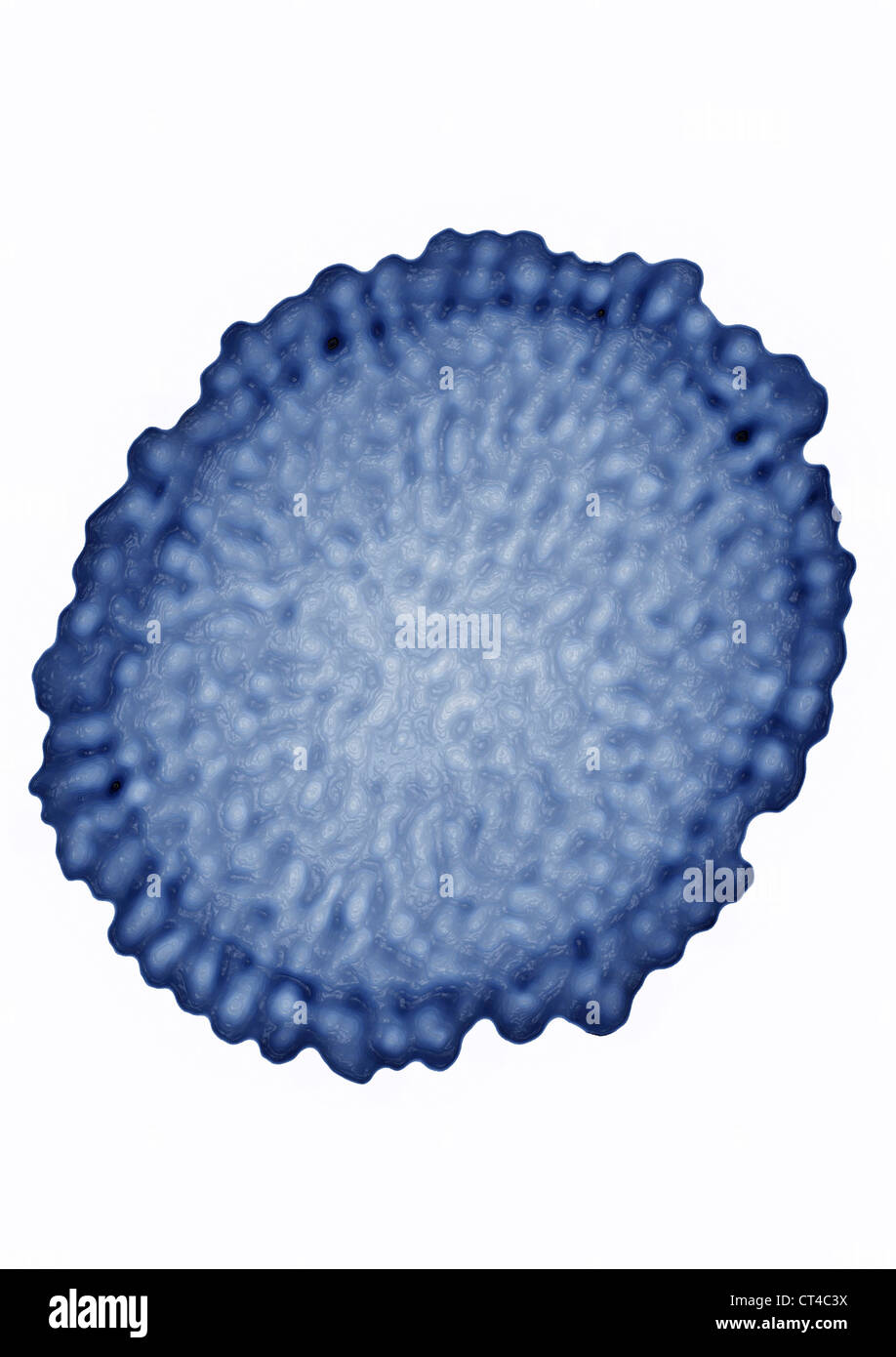 Le virus de l'influenza, le TEM Banque D'Images