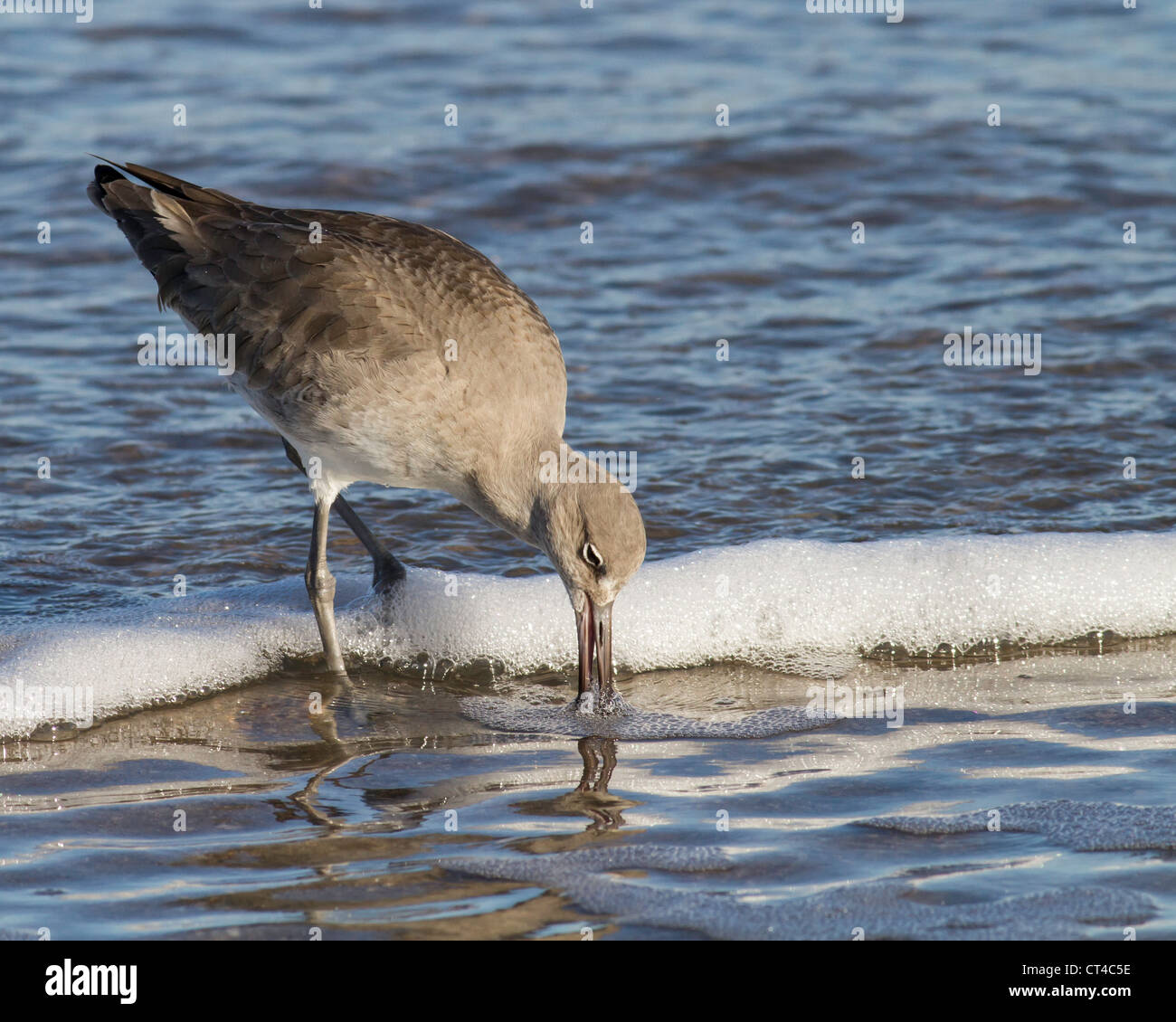 Willet (Tringa semipalmata) qui se nourrissent de slallow surf à Amelia Island près de Jacksonville, Floride, USA. Banque D'Images