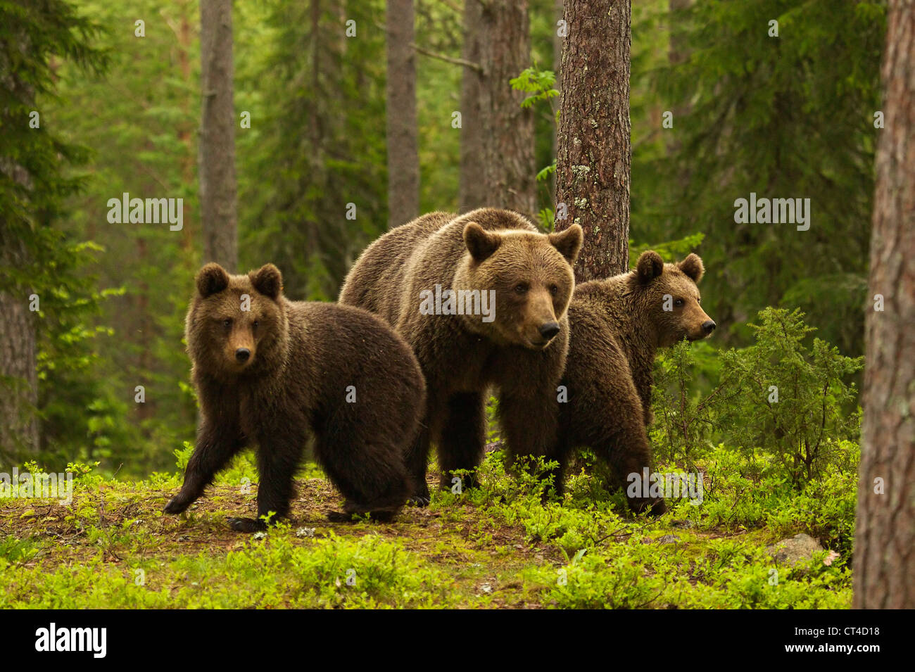 Famille de l'ours brun, Ursus arctos, dans la forêt, à Suomussalmi, Finlande Banque D'Images