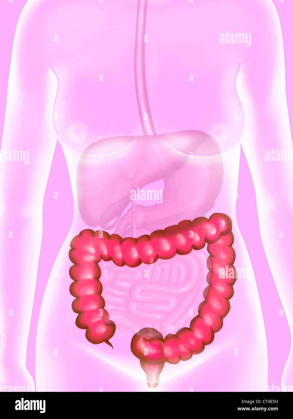 COLON, DESSIN Banque D'Images