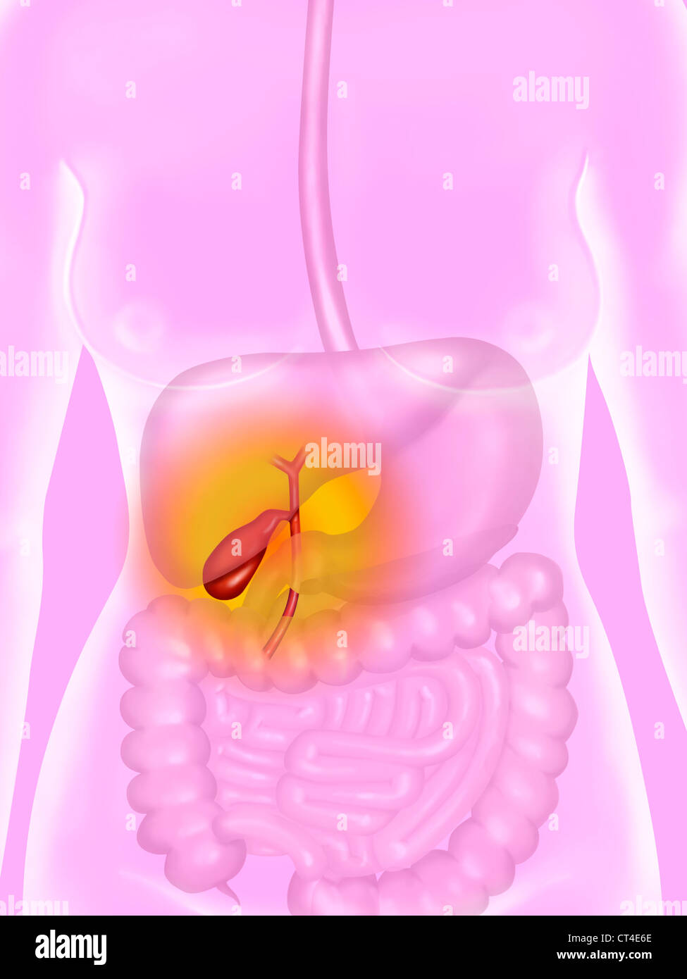 La vésicule biliaire, dimensions Banque D'Images