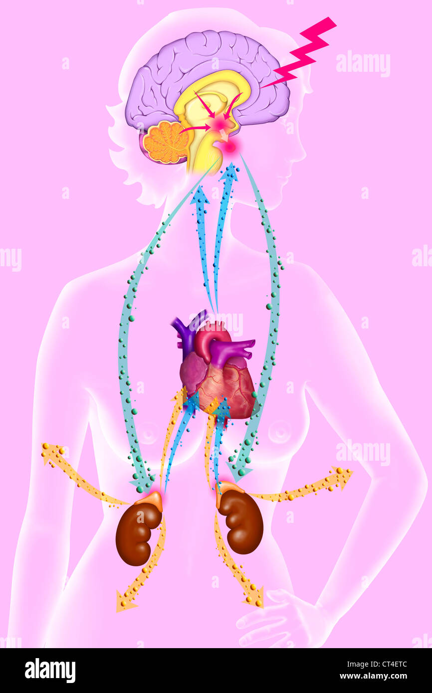 STRESS, OEUVRE Banque D'Images