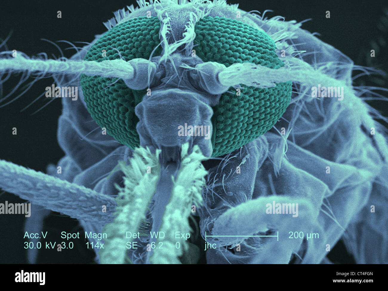 Moustique Anoph le Gambiae Banque De Photographies Et D images Haute 