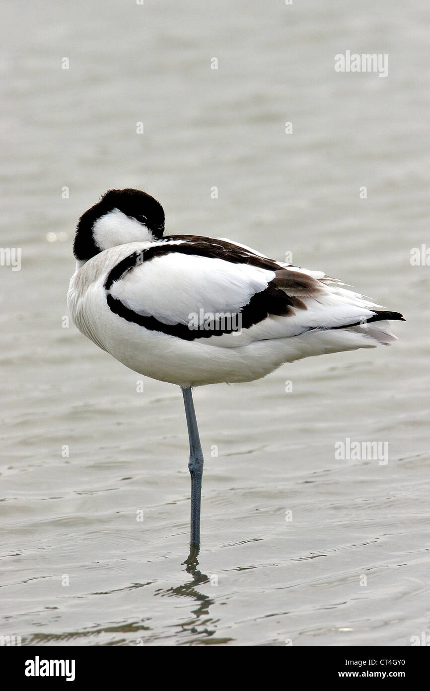 AVOCETTE ÉLÉGANTE Banque D'Images