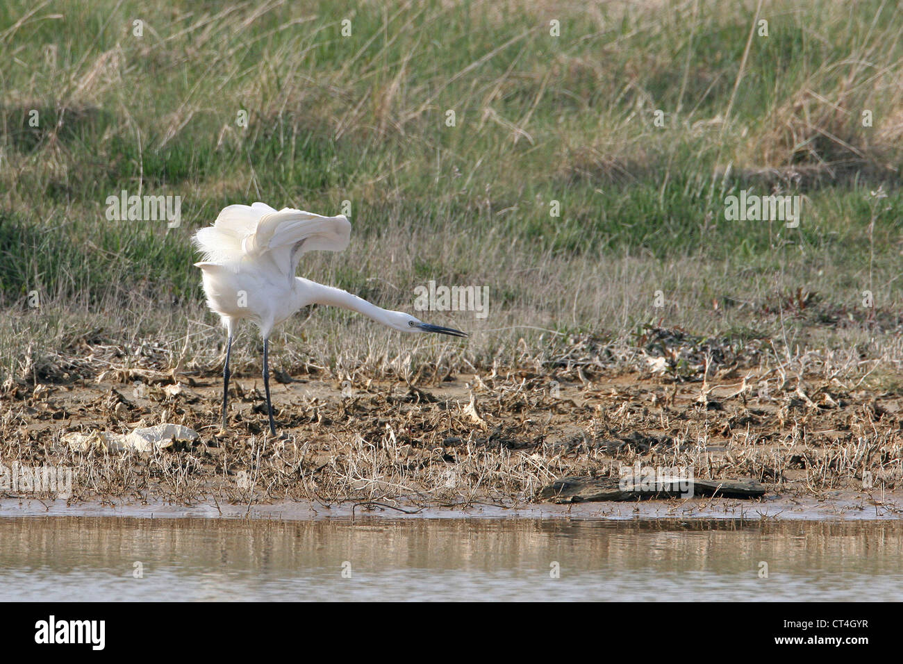 AIGRETTE GARZETTE Banque D'Images