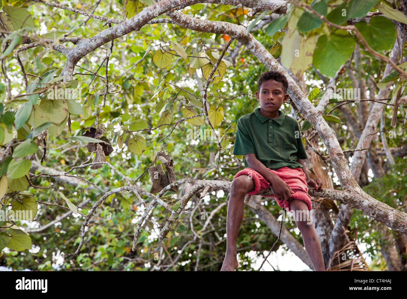 L'Indonésie, la Papouasie-Nouvelle-Guinée, l'île de Fergusson. Jeune garçon assis dans un arbre. Banque D'Images