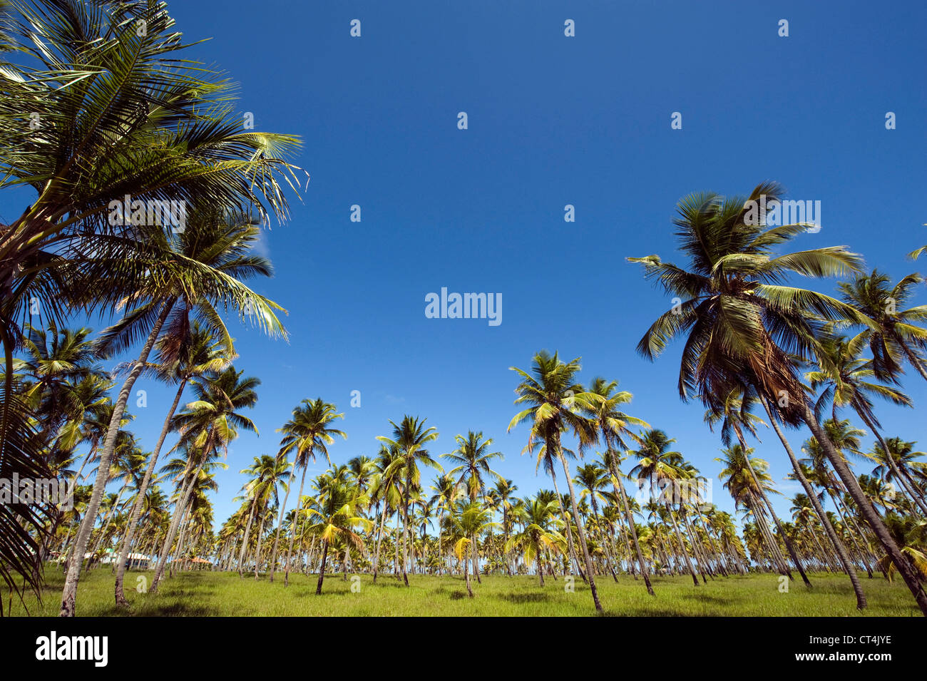 Brésil, Pernambuco, Porto de Galinhas, palmier, domaine Banque D'Images