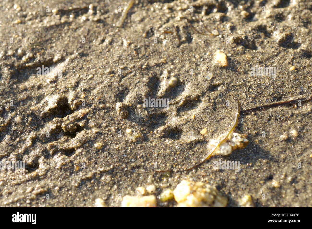 Empreinte de hérisson Photo Stock - Alamy