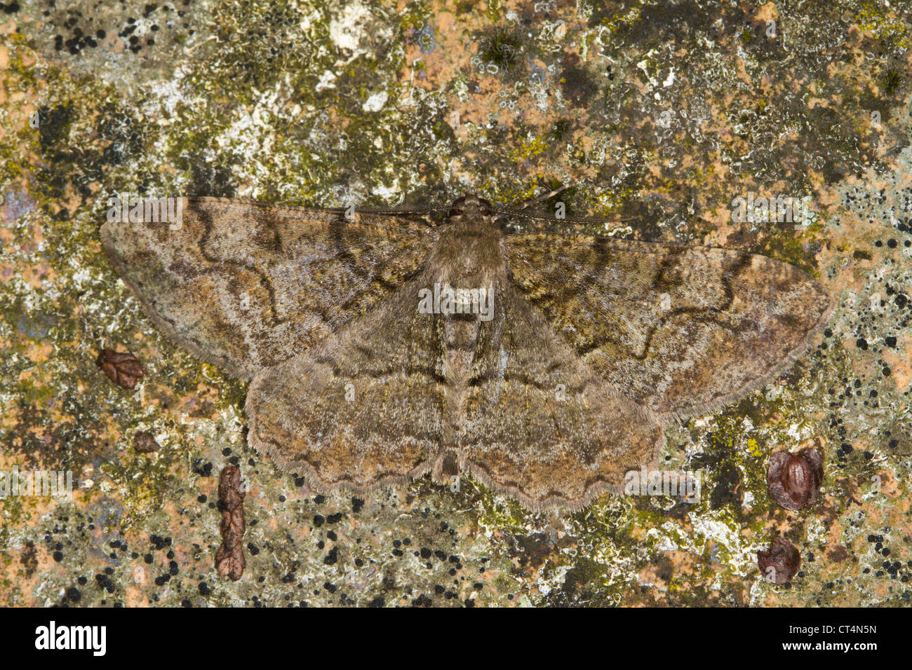 Alcis repandata tacheté (Beauté) reposant sur un rocher couvert de lichens Banque D'Images