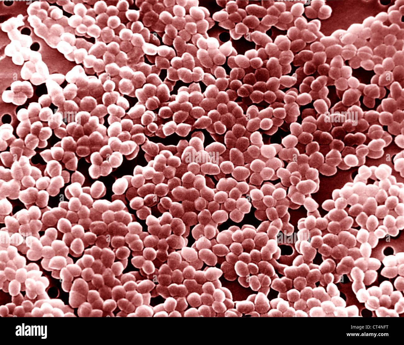 ENTEROCOCCUS, SEM Banque D'Images