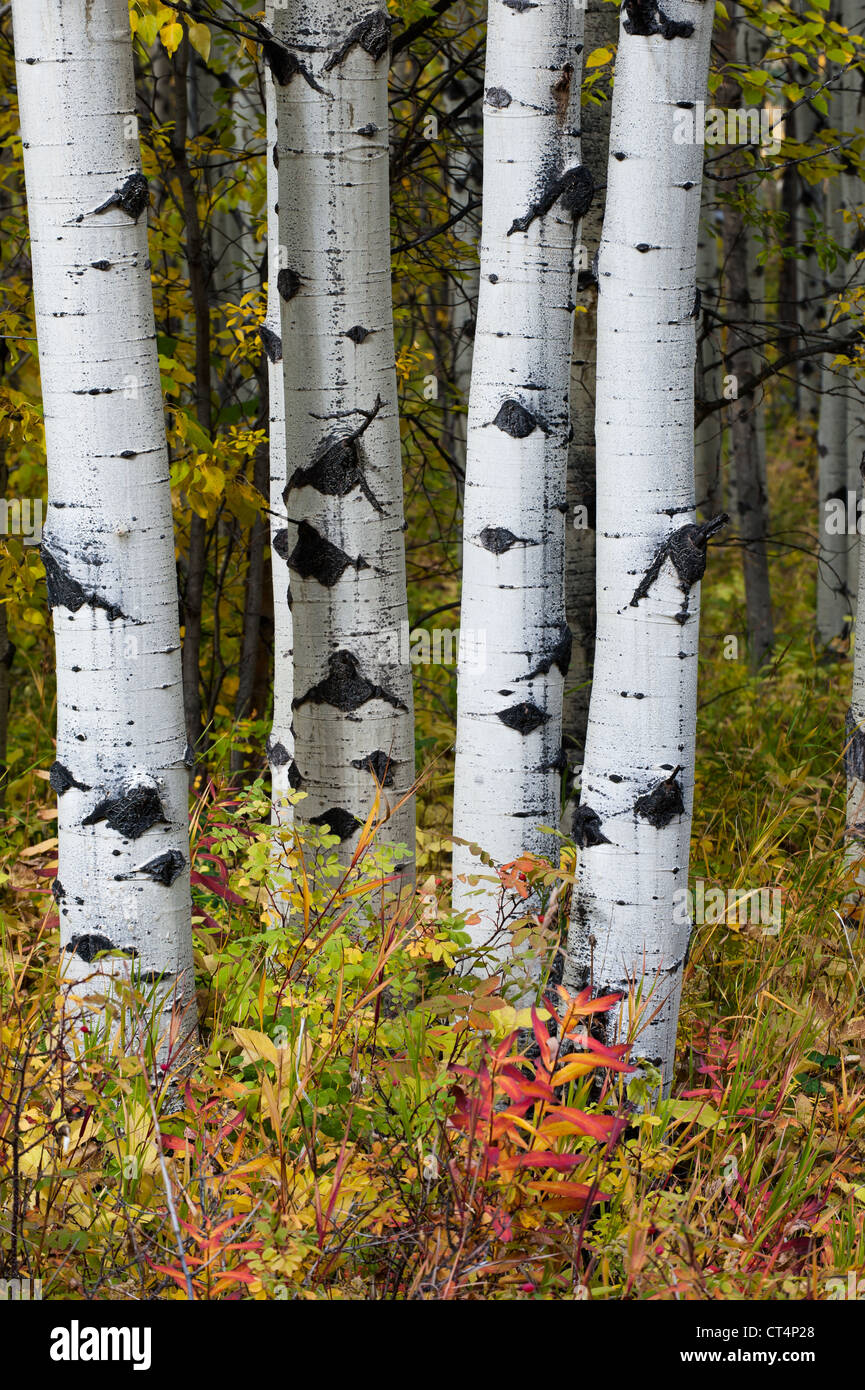 Aspens quaking dans la couleur de l'automne brillant dans l'aire d'utilisation diurne du lac Barrière, dans la région de Kananaskis, Alberta, Canada. Banque D'Images